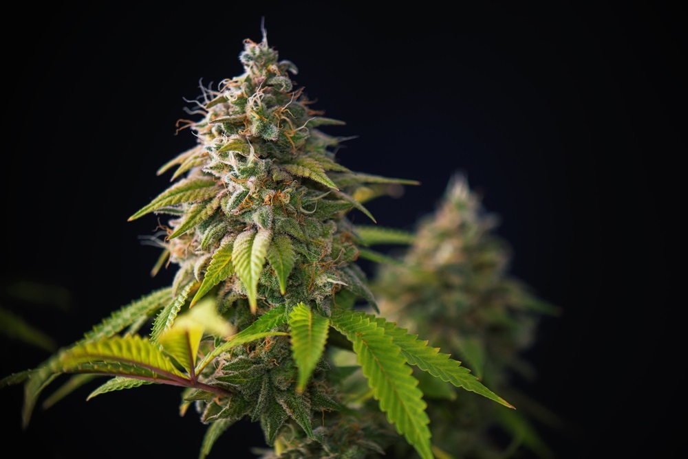 Genetics of Black Gorilla cannabis strain