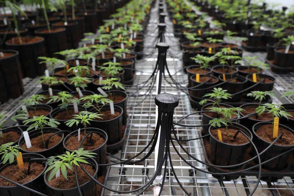 Growing cannabis